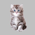 Термотрансфер «Котёнок», 11,6 × 19 см - Фото 3