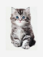 Термонаклейка «Котёнок», 11.6×19 см - Фото 5