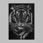Термотрансфер «Портрет тигра», 22 × 28 см - Фото 3