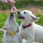 Игрушка плавающая для собак "Волны сердца" Пижон Premium, вспененный TPR, 6,7 см, розовая - фото 7708945