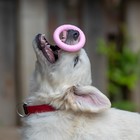Игрушка плавающая для собак "Обруч" Пижон Premium, вспененный TPR, 8 см, розовая - фото 7708948