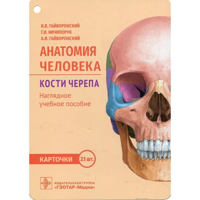 Анатомия человека. Кости черепа. Гайворонский И.В. - Фото 1