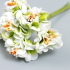 Цветы для декорирования "Пион Лоллипоп" 1 букет=6 цветов бело-зелёный 9 см - Фото 3