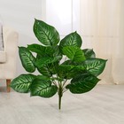 Куст искусственный «Диффенбахия», h=65 см - Фото 1