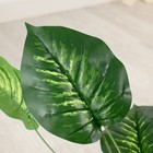 Куст искусственный «Диффенбахия», h=65 см - Фото 2