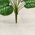 Куст искусственный «Диффенбахия», h=65 см - Фото 3