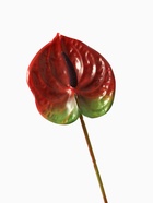 Цветы искусственные "Антуриум" 60 см, красный - фото 809221091