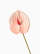 Цветы искусственные «Антуриум», h=60 см, светло-розовые  (артикул 7510197)  большой выбор товаров оптом и в розницу по низким ценам с доставкой