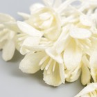 Декор для творчества «Каланхоэ белое», 16.5 см (комплект 4 шт) - фото 47139552