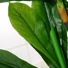 Дерево искусственное "Фикус лировидный" 160 см - фото 809116885