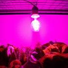 Фитолампа светодиодная, для растений, А60, 8 Вт, 360°, филаментная - фото 9368095