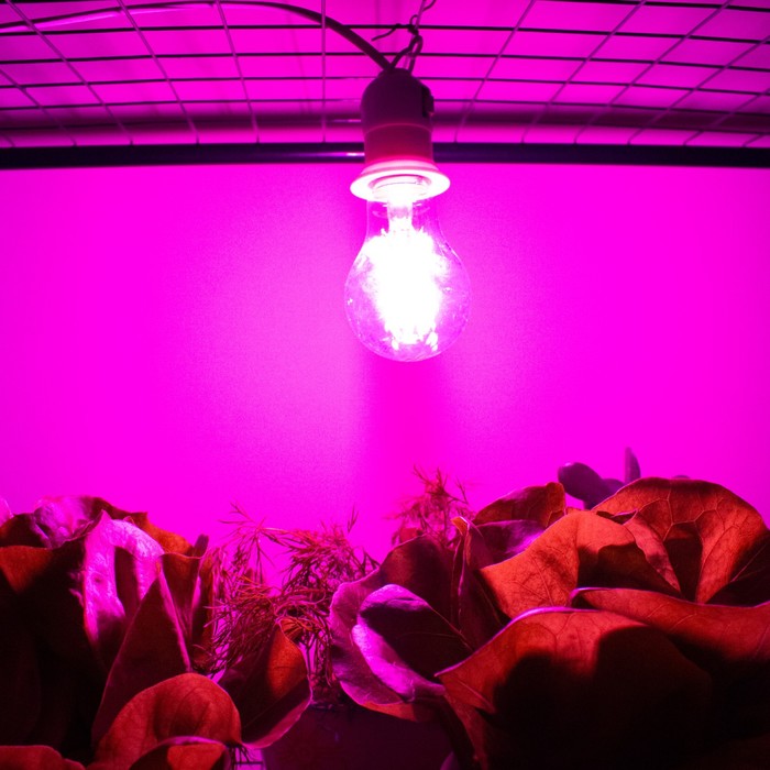 Фитолампа светодиодная, для растений, А60, 8 Вт, 360°, филаментная - фото 1908859529