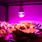 Фитолампа светодиодная, для растений, А60, 11 Вт, 220° - фото 9368103