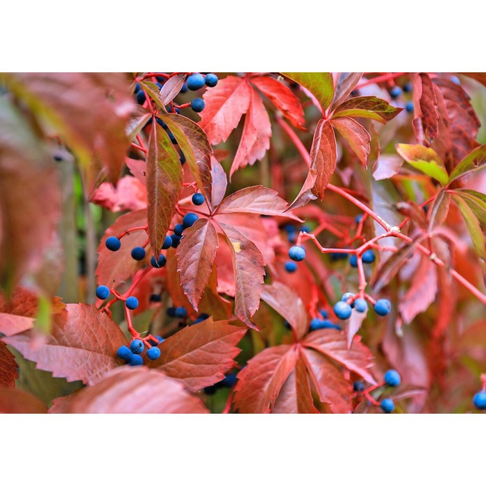 Девичий виноград осенью фото Девичий виноград осенью фото