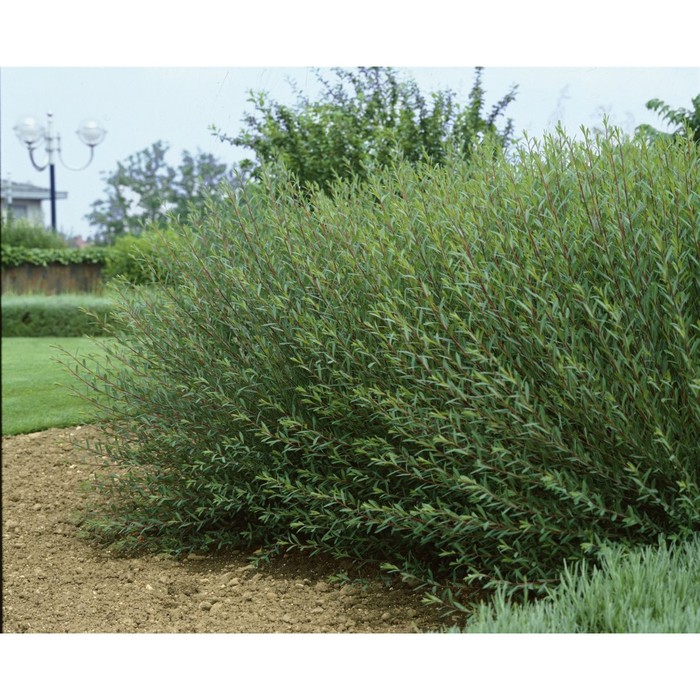 Ива Нана пурпурная - купить с доставкой по выгодным ценам в интернет-магазине OZ