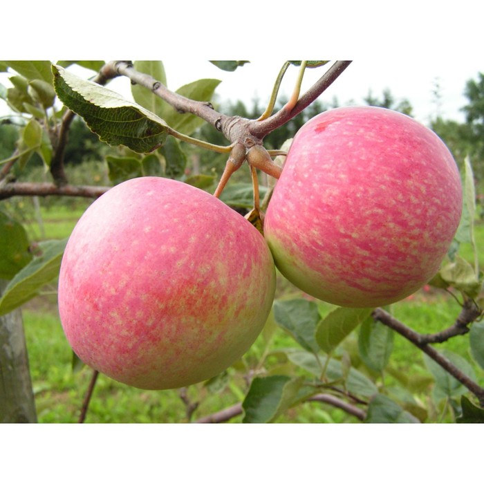 Саженец Яблоня штамбовая (на семенном подвое) ОКС Конфетное, 1 шт, Осень 2025 - Фото 1