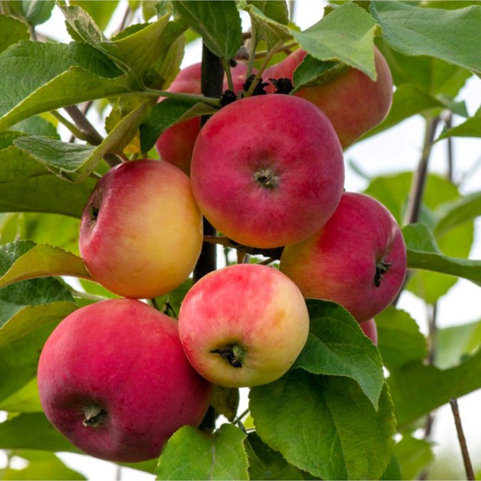 Саженец Яблоня штамбовая (на семенном подвое) ОКС Серебряное копытце, 1 шт, Осень 2025 - Фото 1