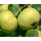 Саженец Яблоня штамбовая ОКС Подарок осени 1 шт. Весна 2026  (артикул 7794856)  большой выбор товаров оптом и в розницу по низким ценам с доставкой