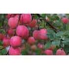 Саженец Яблоня штамбовая ОКС Экранное 1 шт. Весна 2026  (артикул 7794858)  большой выбор товаров оптом и в розницу по низким ценам с доставкой