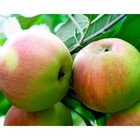 Саженец Яблоня штамбовая ОКС Персиянка 1 шт. Весна 2026  (артикул 7794864)  большой выбор товаров оптом и в розницу по низким ценам с доставкой