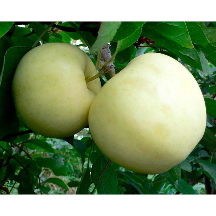 Белый налив описание сорта фото Белый налив описание сорта фото