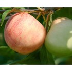 Саженец Яблоня штамбовая ОКС Сладкая нега 1 шт. Весна 2026  (артикул 7794871)  большой выбор товаров оптом и в розницу по низким ценам с доставкой