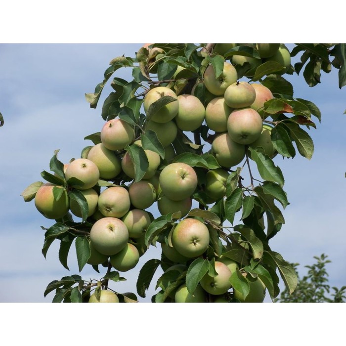 Воргуль сорт яблок фото описание Воргуль сорт яблок фото описание