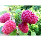 Саженец Малина (ОКС) Глен Файн, 1 шт, Осень 2025 7794904