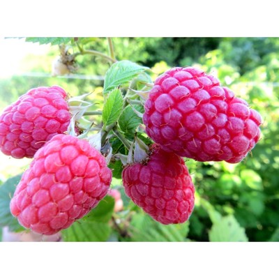 Саженец Малина (ОКС) Глен Файн, 1 шт, Осень 2025