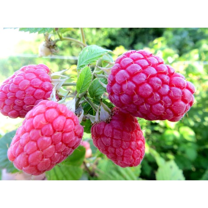 Саженец Малина (ОКС) Глен Файн, 1 шт, Осень 2025 - Фото 1