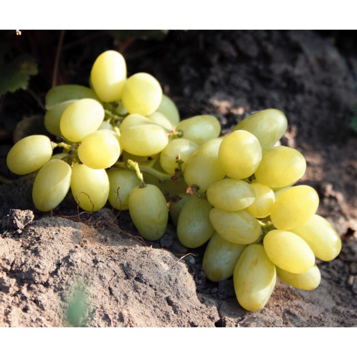 Виноград лори фото описание Виноград лори фото описание