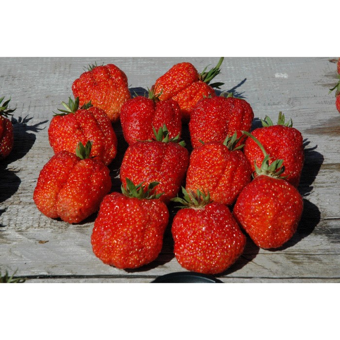 Клубника ромашка описание сорта фото Клубника ромашка описание сорта фото