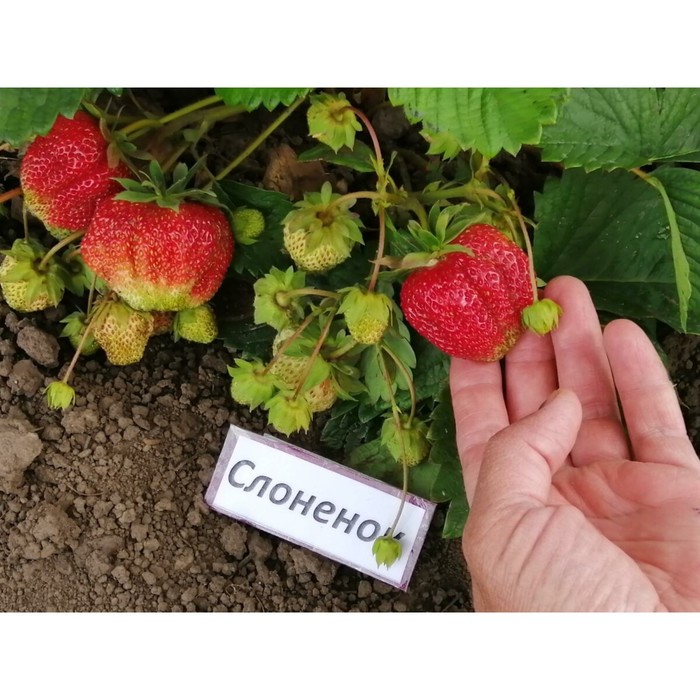 Клубника слоненок фото Клубника слоненок фото