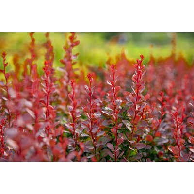 Саженец Барбарис (горшок р9) Ред чиф, 1 шт, Осень 2025