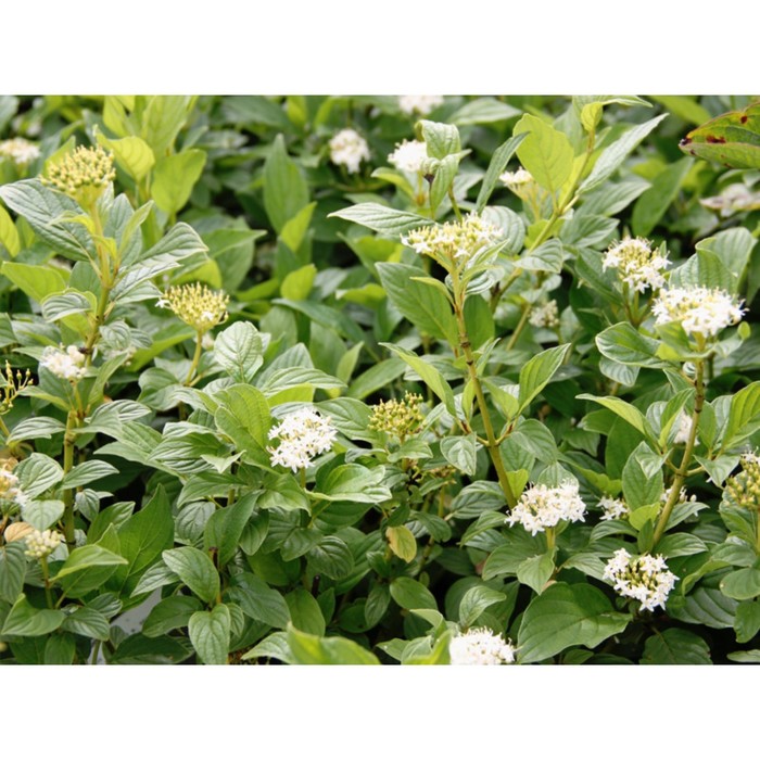 Дерен, Декоративные купить недорого в магазине в Санкт-Петербурге, цена