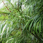 Саженец Ива (горшок р9) Шверина улучшенная, 1 шт, Осень 2025 7794973 - фото 8088807