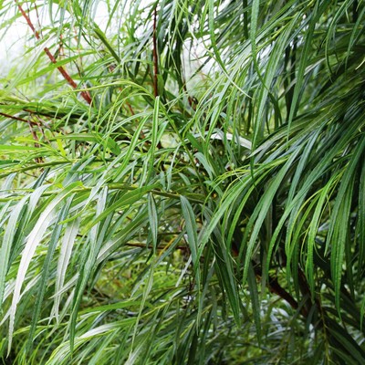 Саженец Ива р9 Шверина улучшенная 1 шт. Весна 2026