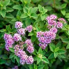 Саженец Спирея (горшок р9) Джапаниз Дварф, 1 шт, Осень 2025 7794980 - фото 8088809