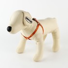 Комплект «Чертовски хорош», шлейка 24-36 см, поводок 120х1 см - Фото 2