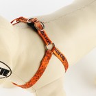 Комплект «Чертовски хорош», шлейка 24-36 см, поводок 120х1 см - Фото 3