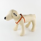 Комплект «Чертовски хорош», шлейка 24-36 см, поводок 120х1 см - Фото 4