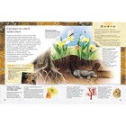 Большая книга «Почему» - фото 24470716