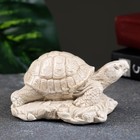 Фигура "Черепаха на камне" слоновая кость, 8х7х6см - Фото 2