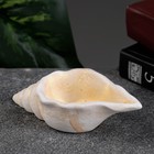 Декоративное кашпо для цветов «Ракушка», 50 мл, 13×6×3 см, гипс, бежевое - Фото 3