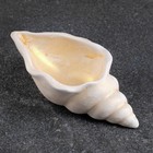 Декоративное кашпо для цветов «Ракушка», 50 мл, 13×6×3 см, гипс, бежевое - Фото 4