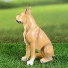 Садовая фигура "Собака боксер" - Фото 3