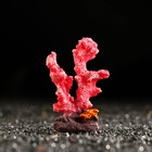 Декоративный коралл "Синулярия мини", 6 х 3,5 х 8,5 см, красный - фото 9654607