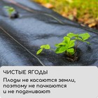 Агроткань застилочная, с разметкой, 5 × 1.6 м, плотность 100 г/м², полипропилен, Greengo, Эконом 50% - фото 9951872