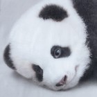 Постельное бельё «Этель» Funny panda, 1.5 сп., 143х215 см., 150х214 см., 50х70 см. - 1 шт., 100% хлопок, бязь - Фото 5