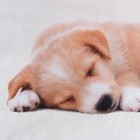 Постельное бельё «Этель» Cute dog, 1.5 сп., 143х215 см., 150х214 см., 50х70 см. - 1 шт., 100% хл., бязь - Фото 5